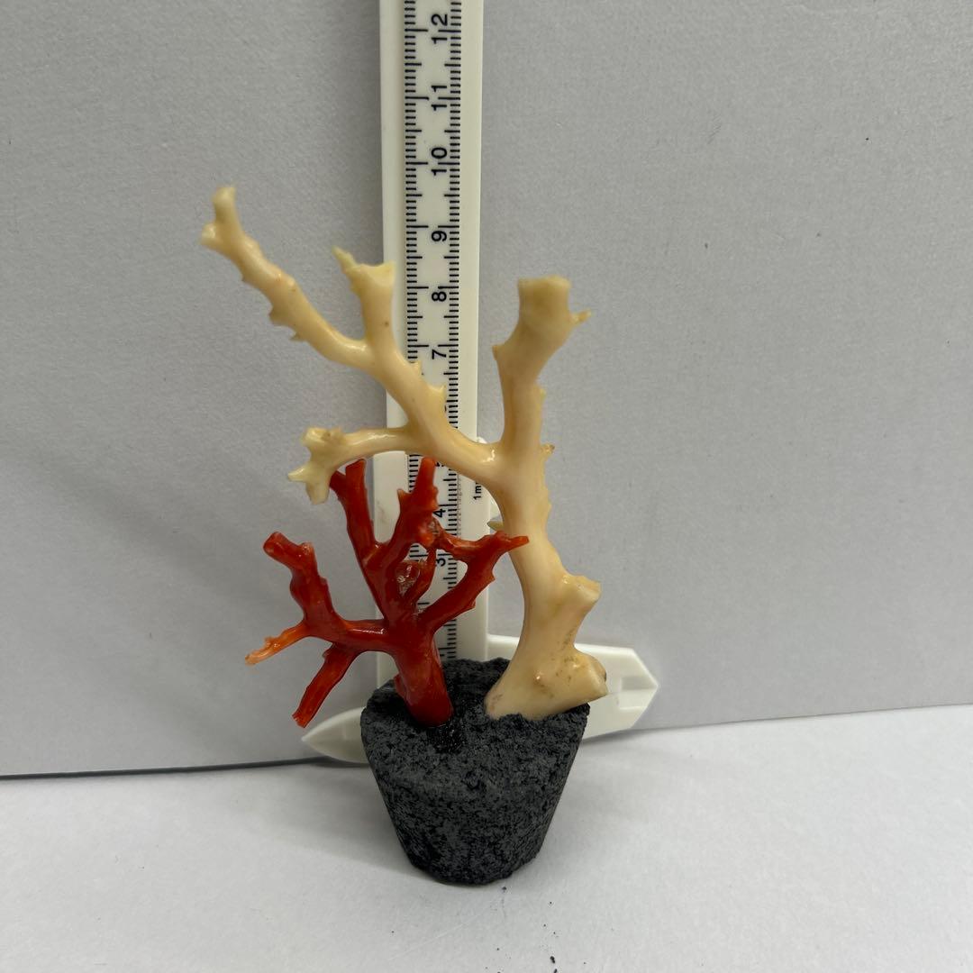 天然珊瑚　飾り