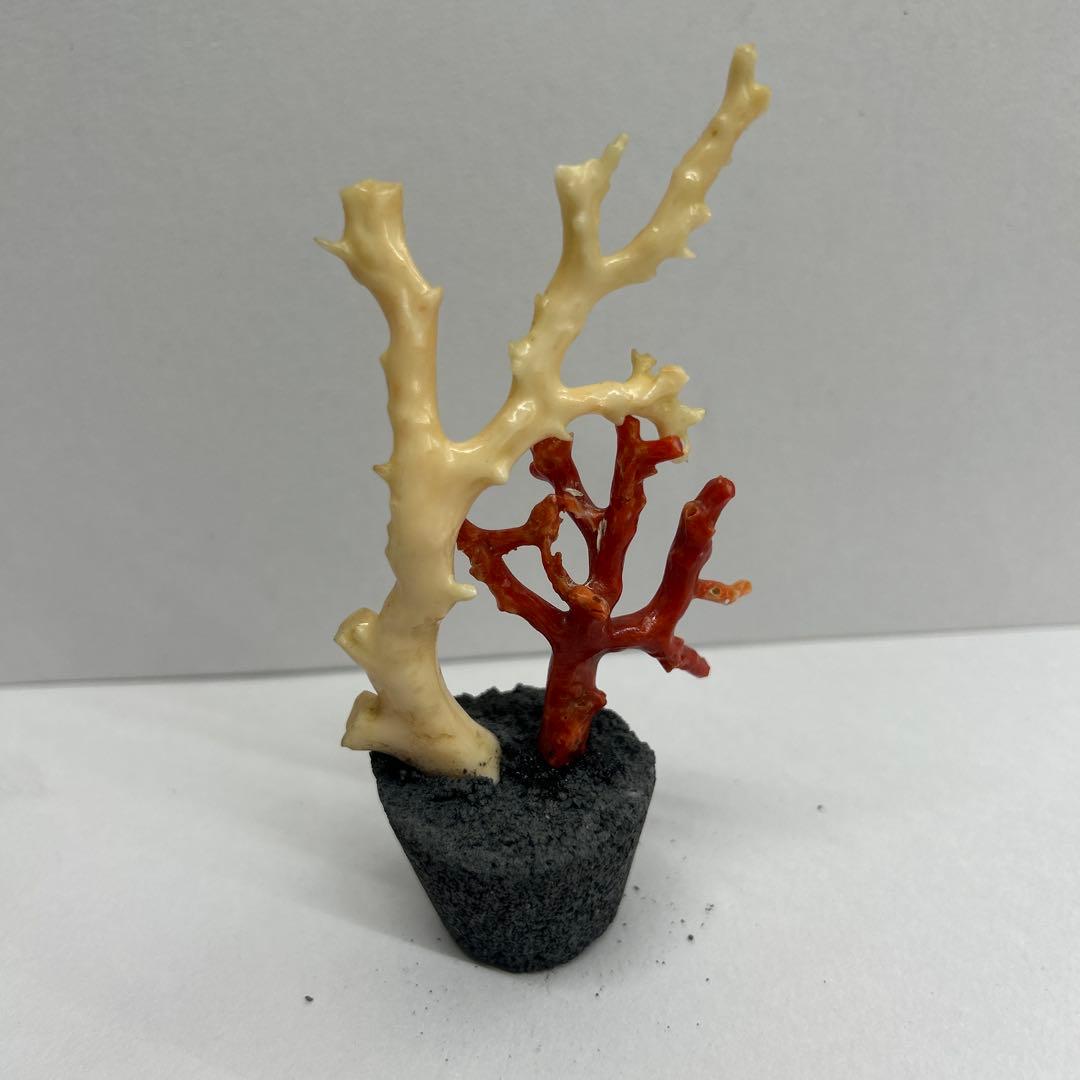 天然珊瑚　飾り