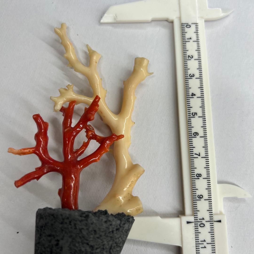 天然珊瑚　飾り