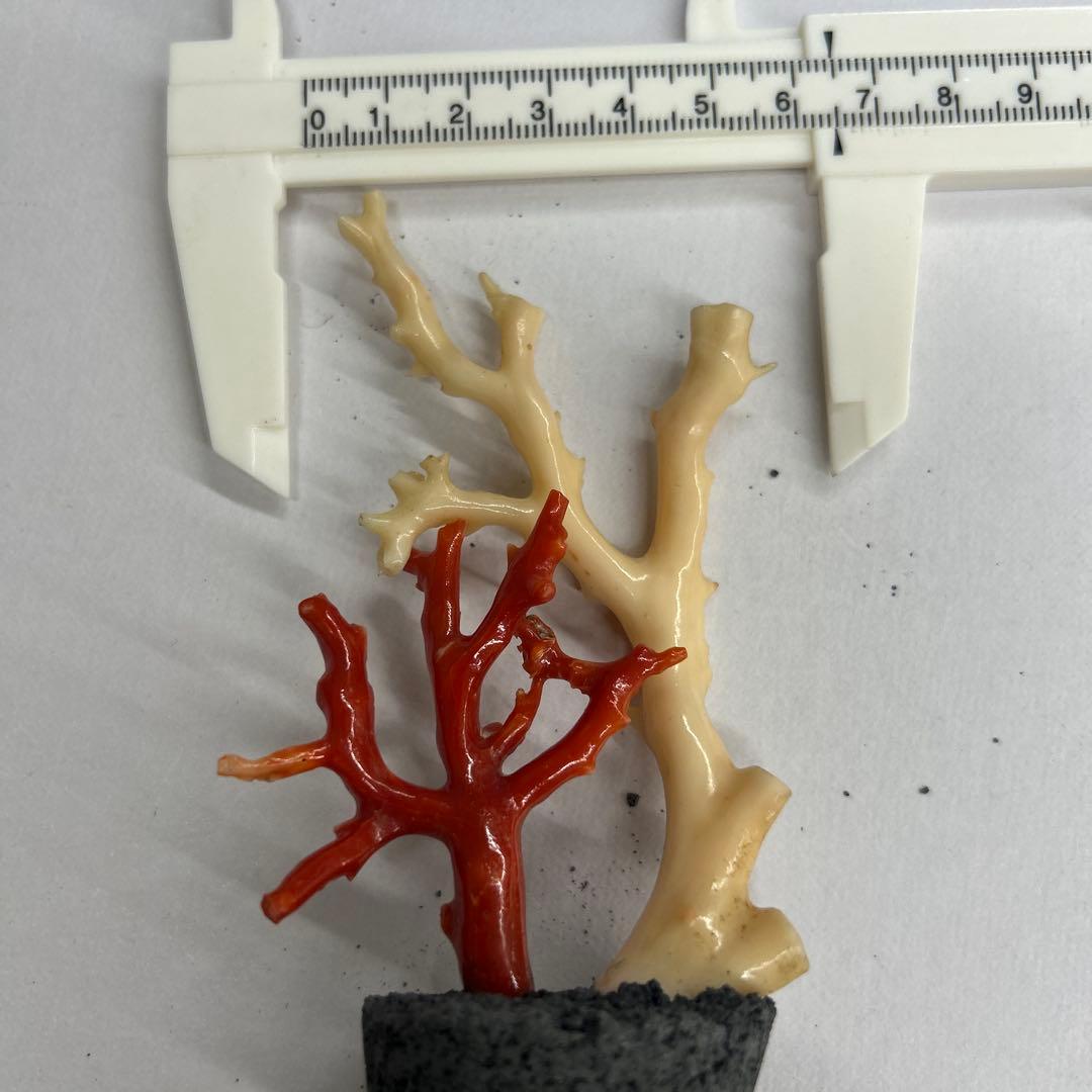 天然珊瑚　飾り