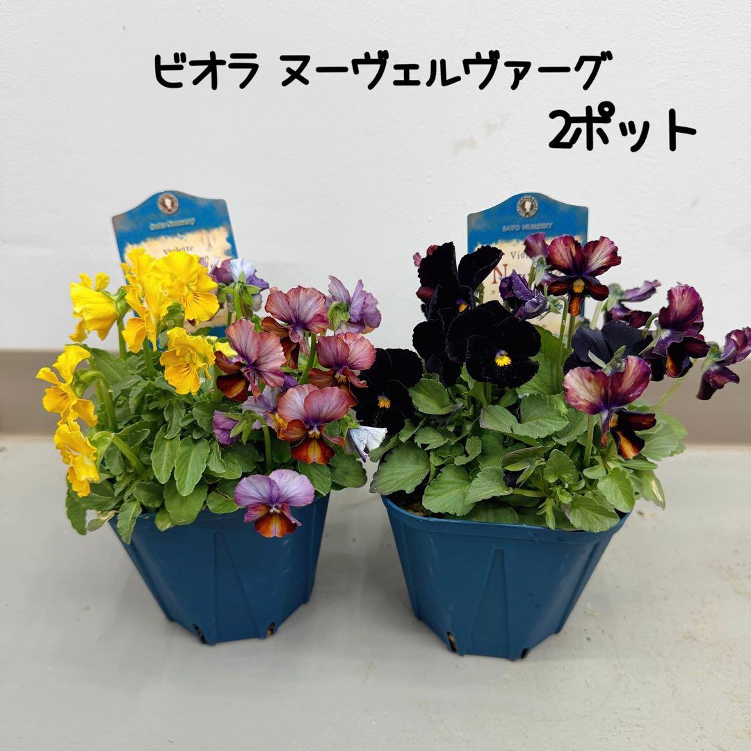 ビオラ　ヌーヴェルヴァーグ ビオーレ