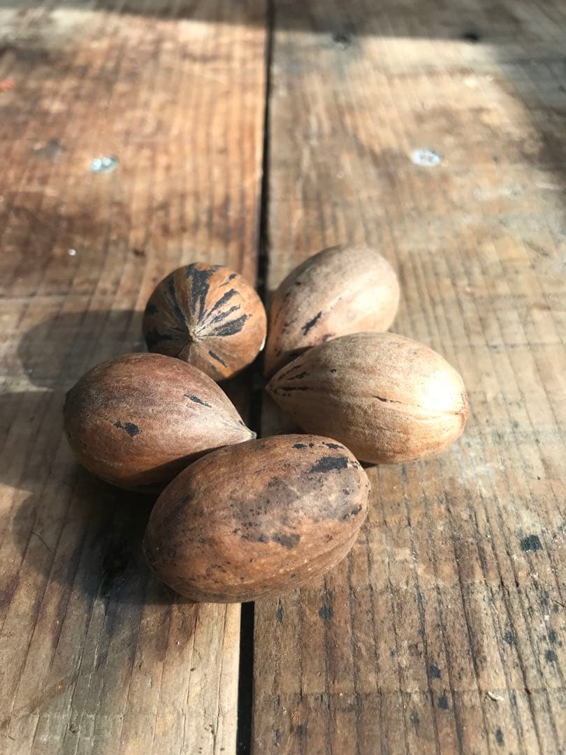 ピーカンナッツ 接木地堀苗 ケープフェア