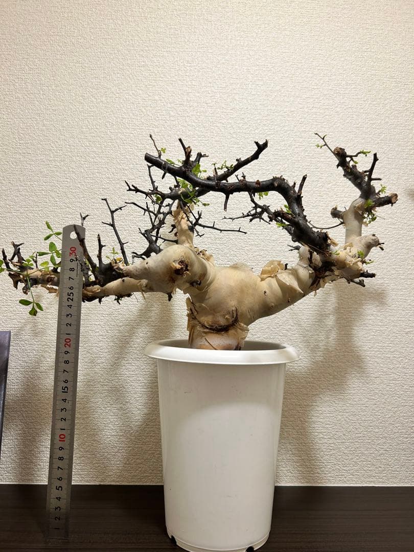 【Jolly ⠀】コミュフォラ カタフ ピュア 【ソマリア産】1年管理株