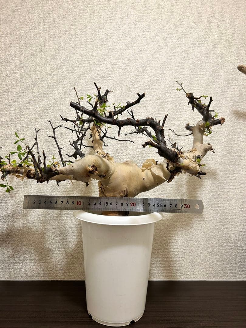 【Jolly ⠀】コミュフォラ カタフ ピュア 【ソマリア産】1年管理株