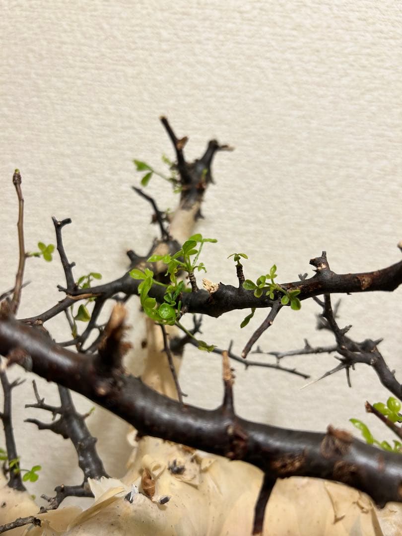 【Jolly ⠀】コミュフォラ カタフ ピュア 【ソマリア産】1年管理株