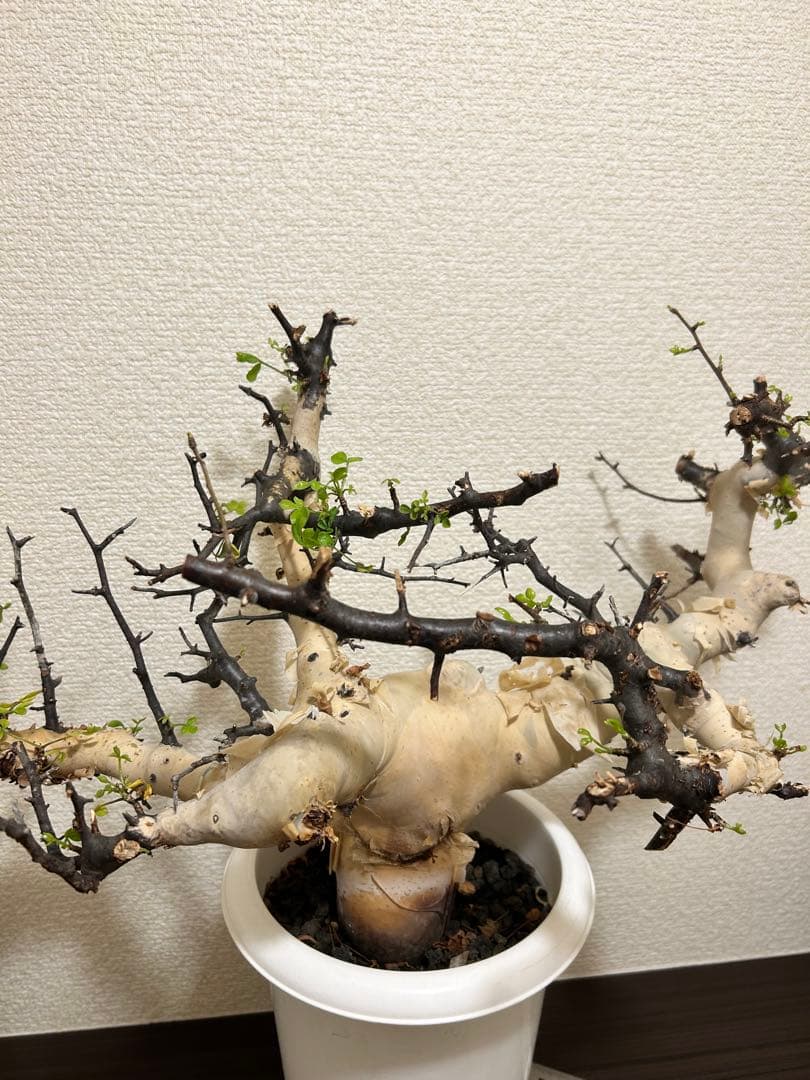 【Jolly ⠀】コミュフォラ カタフ ピュア 【ソマリア産】1年管理株