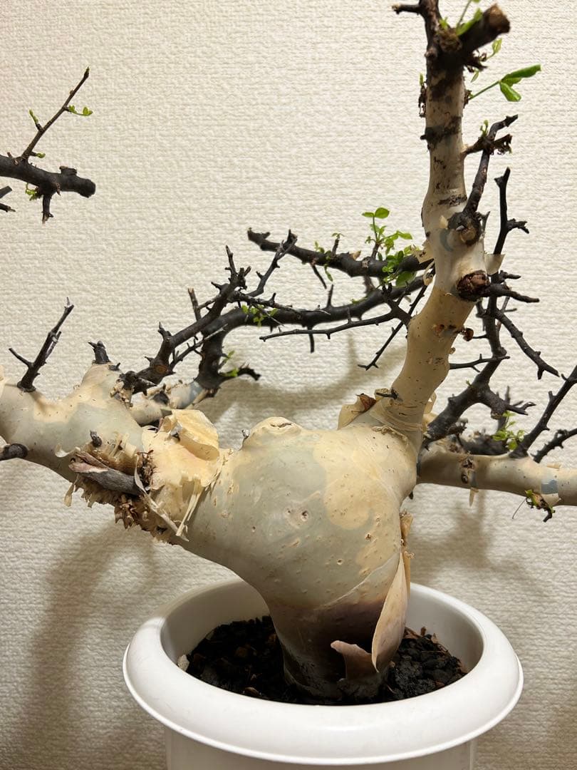 【Jolly ⠀】コミュフォラ カタフ ピュア 【ソマリア産】1年管理株