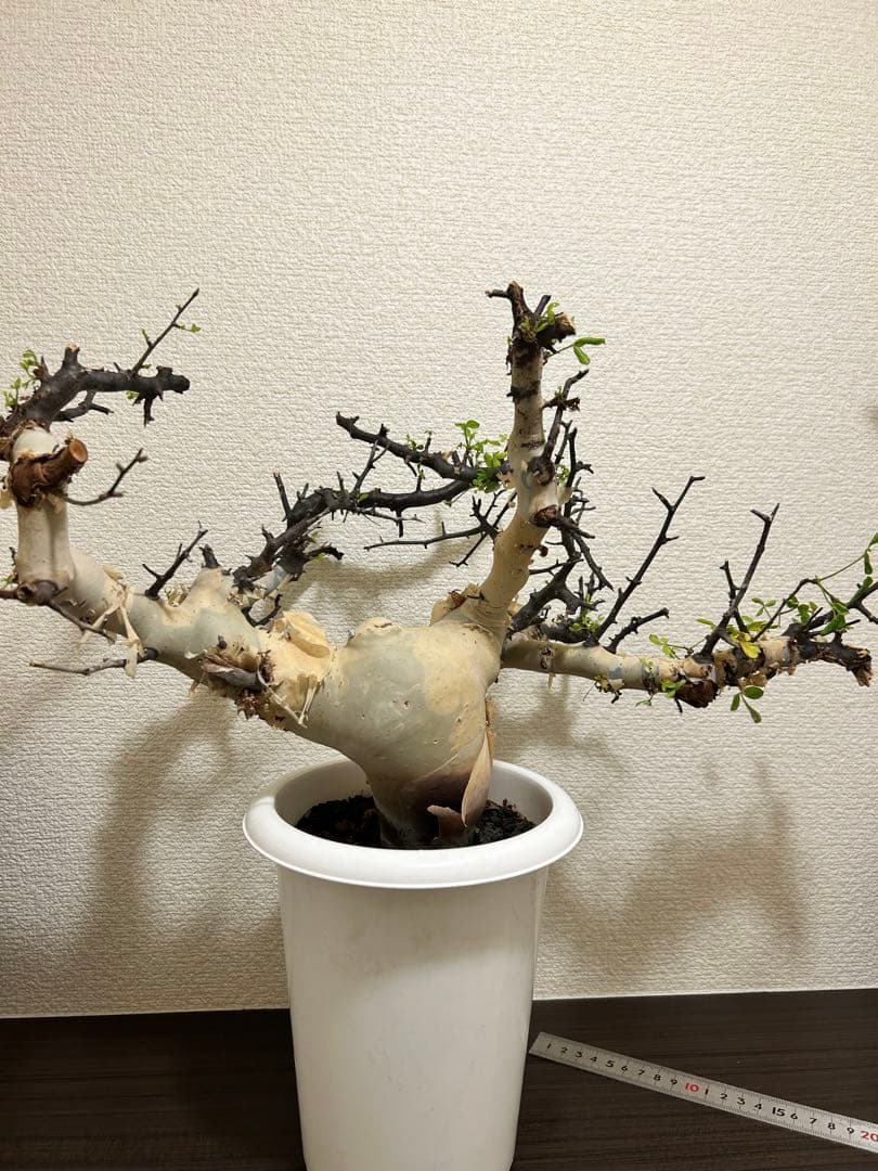 【Jolly ⠀】コミュフォラ カタフ ピュア 【ソマリア産】1年管理株