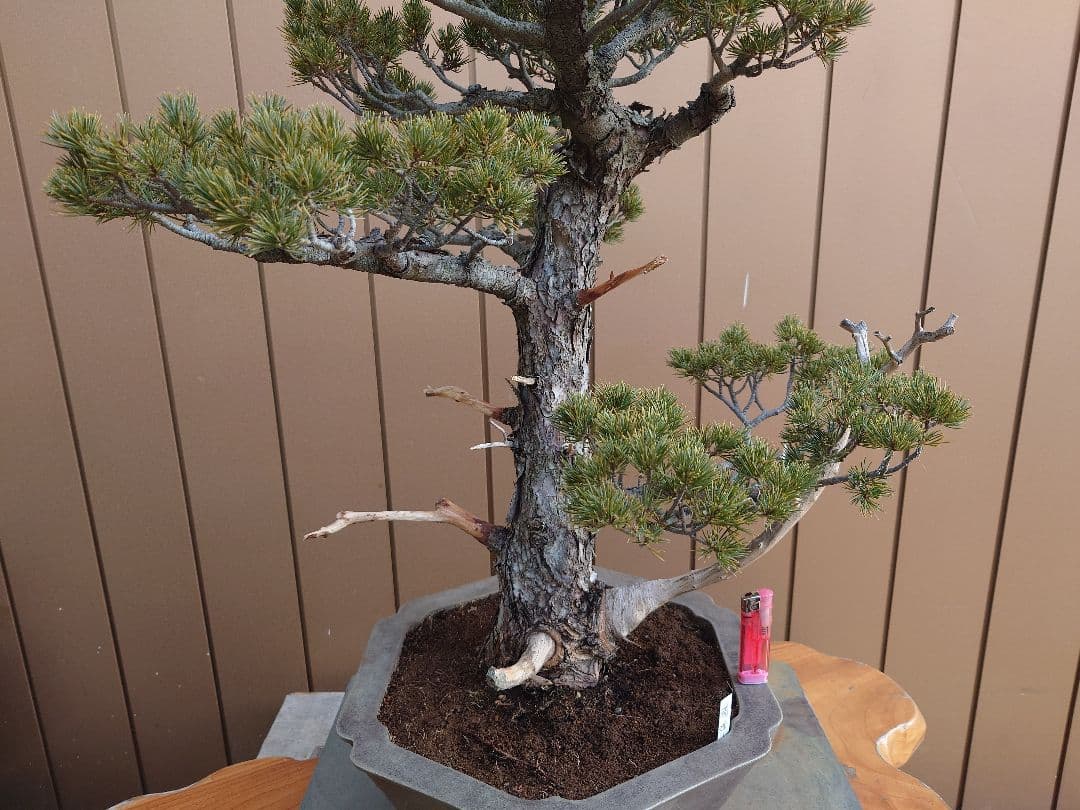 盆栽 瑞祥 五葉松 樹高69cm - メルカリ