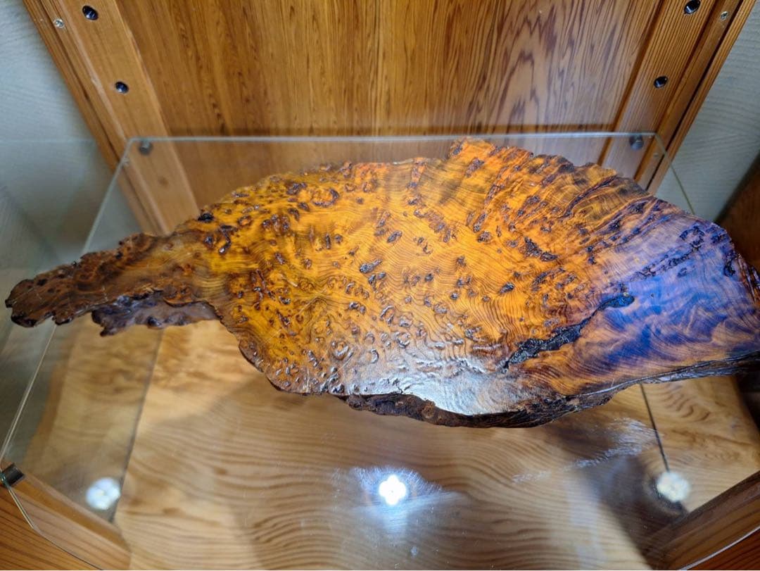 至宝　世界遺産　屋久杉　泡瘤台座　宝玉