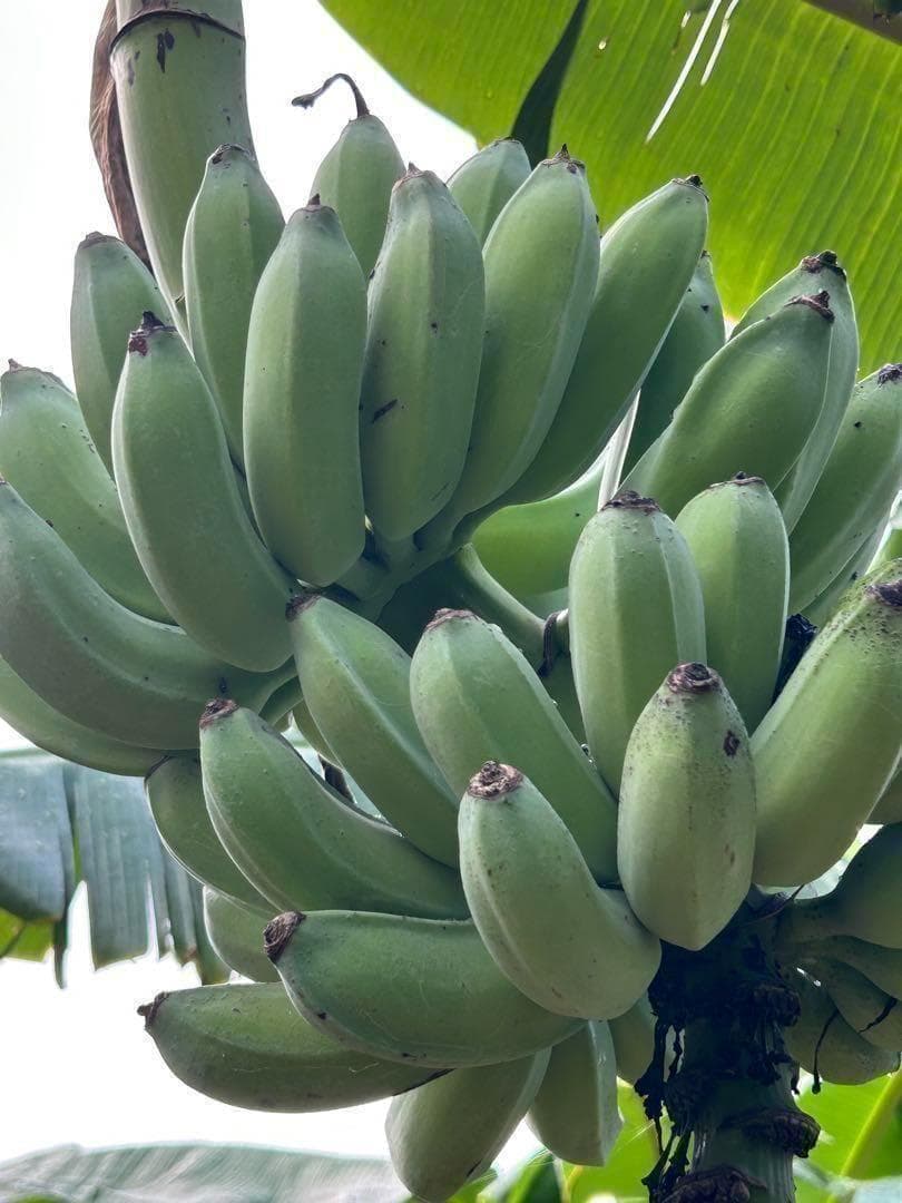 120cm最高峰＝至福糖度◇ドワーフ・ヌアンジュン.バナナ苗◇耐寒。TV