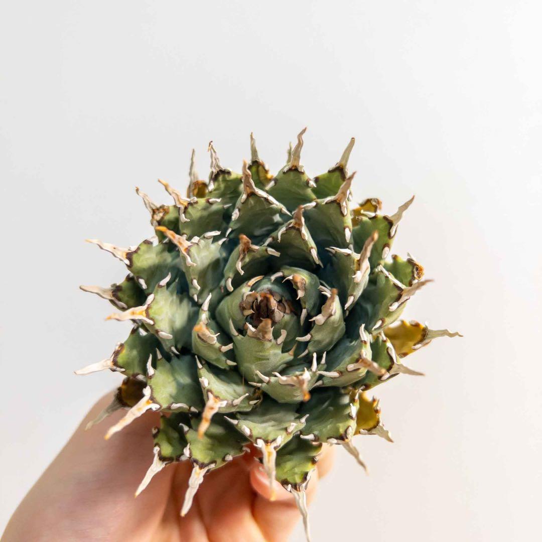 9 ユタエンシス エボリスピナ 現地株 ベアルート 陽炎 アガベ - メルカリ