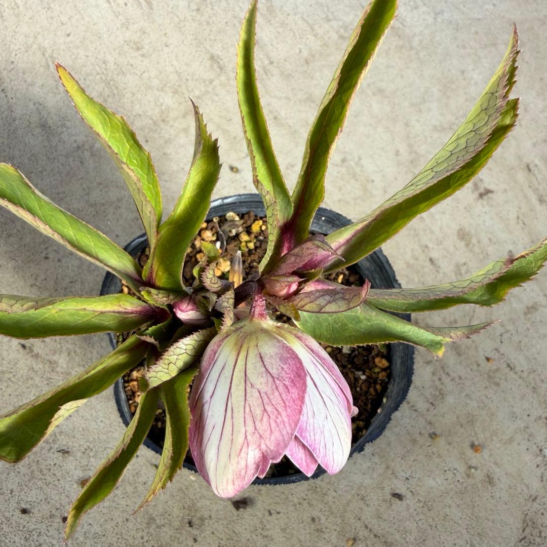 038 クリスマスローズ　開花株