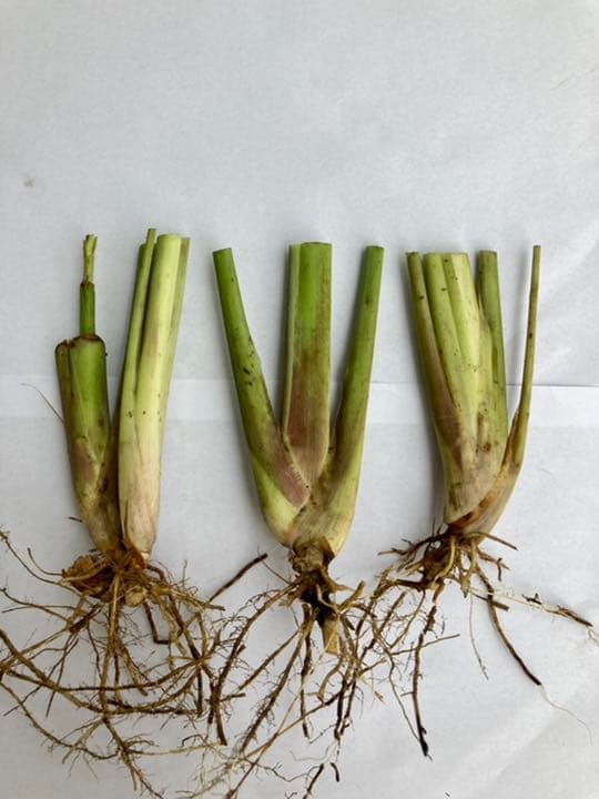 無農薬 レモングラス 抜き苗 3本