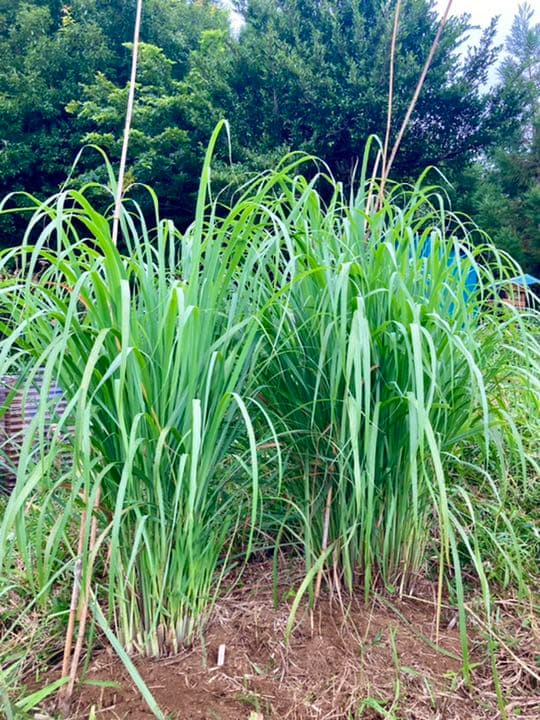 無農薬 レモングラス 抜き苗 3本