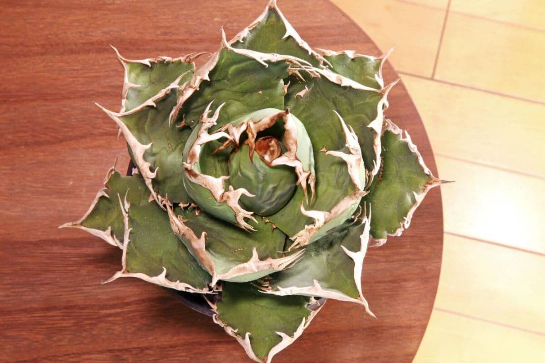 黒犀牛★狂戦士★バーサーカー★大株★humanity★ヒューマニティ鉢付き