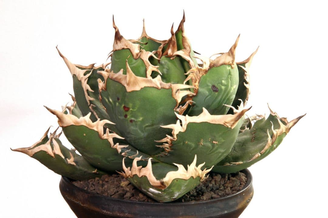 黒犀牛★狂戦士★バーサーカー★大株★humanity★ヒューマニティ鉢付き