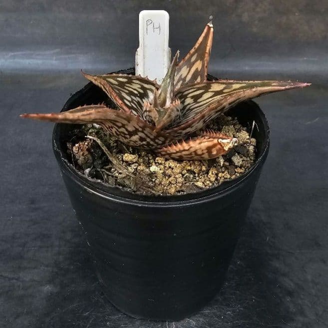 速達発送＆ロウルサンコさんラベル付き☆多肉植物 アロエ ペッキー×へ