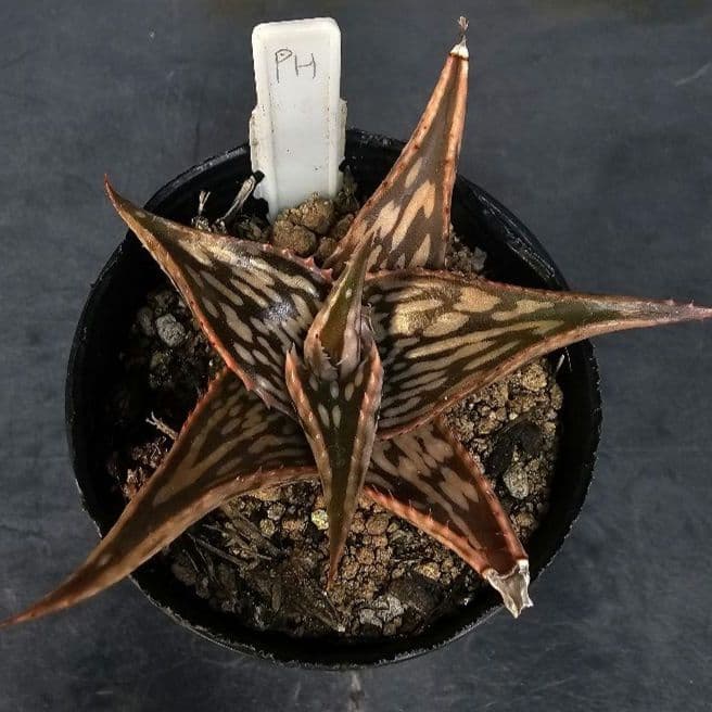 速達発送＆ロウルサンコさんラベル付き☆多肉植物 アロエ ペッキー×へ