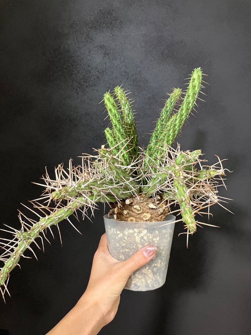 ユーフォルビア アクチノクラダ 検）ムランジーナ クラビゲラ - メルカリ