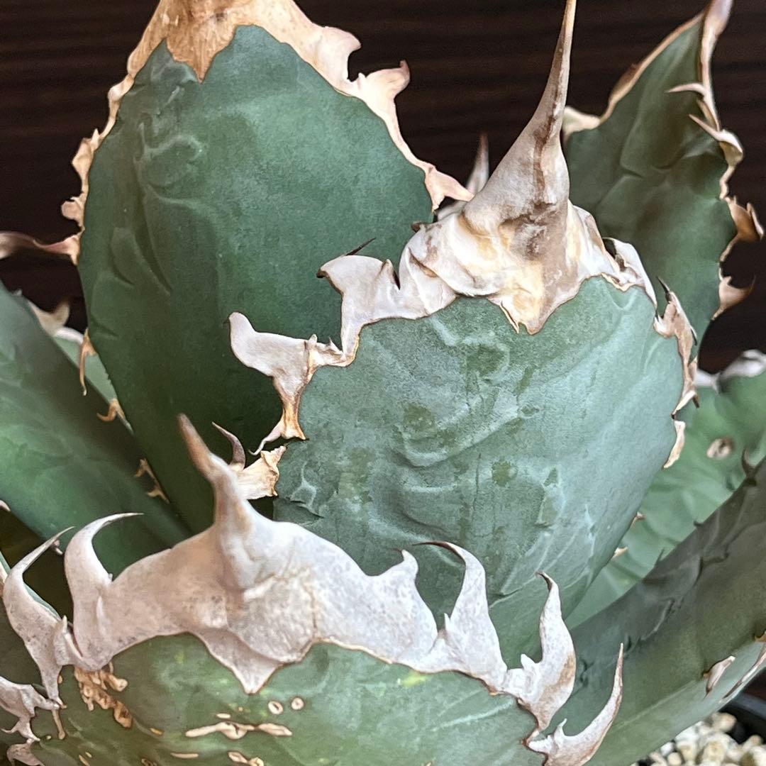 アガベ オアハカ オテロイ 現地株 親株出品 portlano - メルカリ