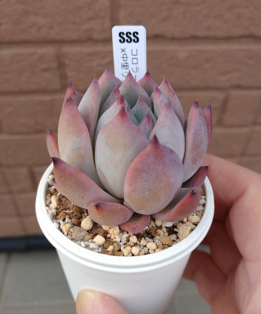 SSSさん苗 コロラータスーパーW×ナウアラ他2苗 札付き メルカリ便