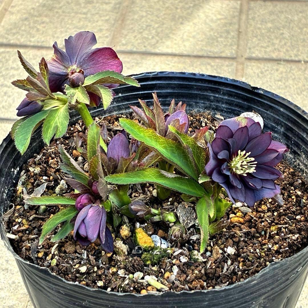 ま*い様 3420☘️花付☘️チビチビ⭐️小輪⭐️超コンパクト⭐️多弁⭐️原種交