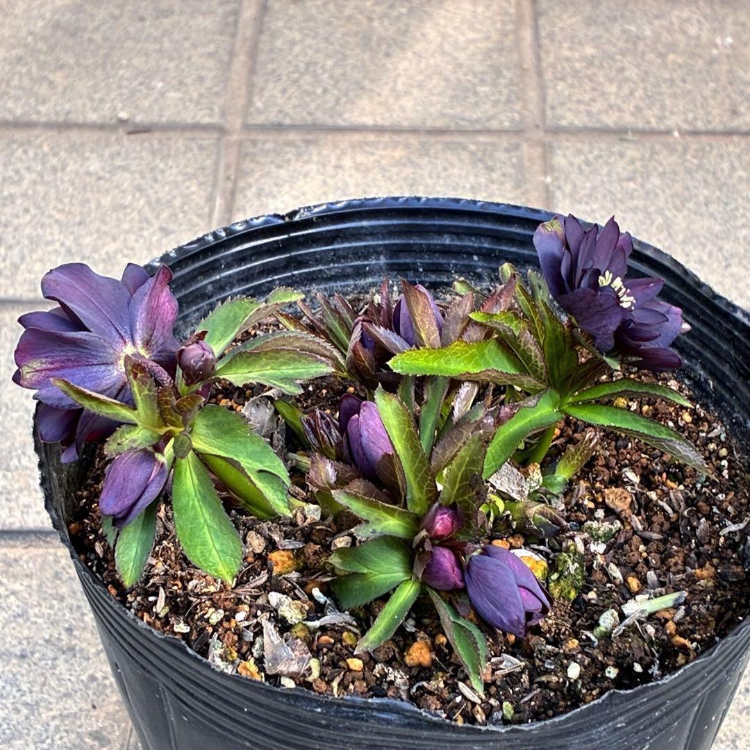 ま*い様 3420☘️花付☘️チビチビ⭐️小輪⭐️超コンパクト⭐️多弁⭐️原種交