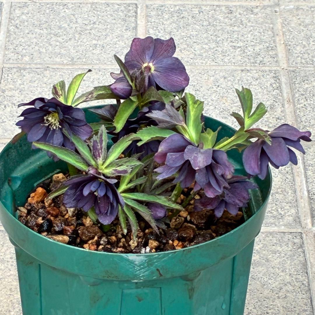 ま*い様 3420☘️花付☘️チビチビ⭐️小輪⭐️超コンパクト⭐️多弁⭐️原種交