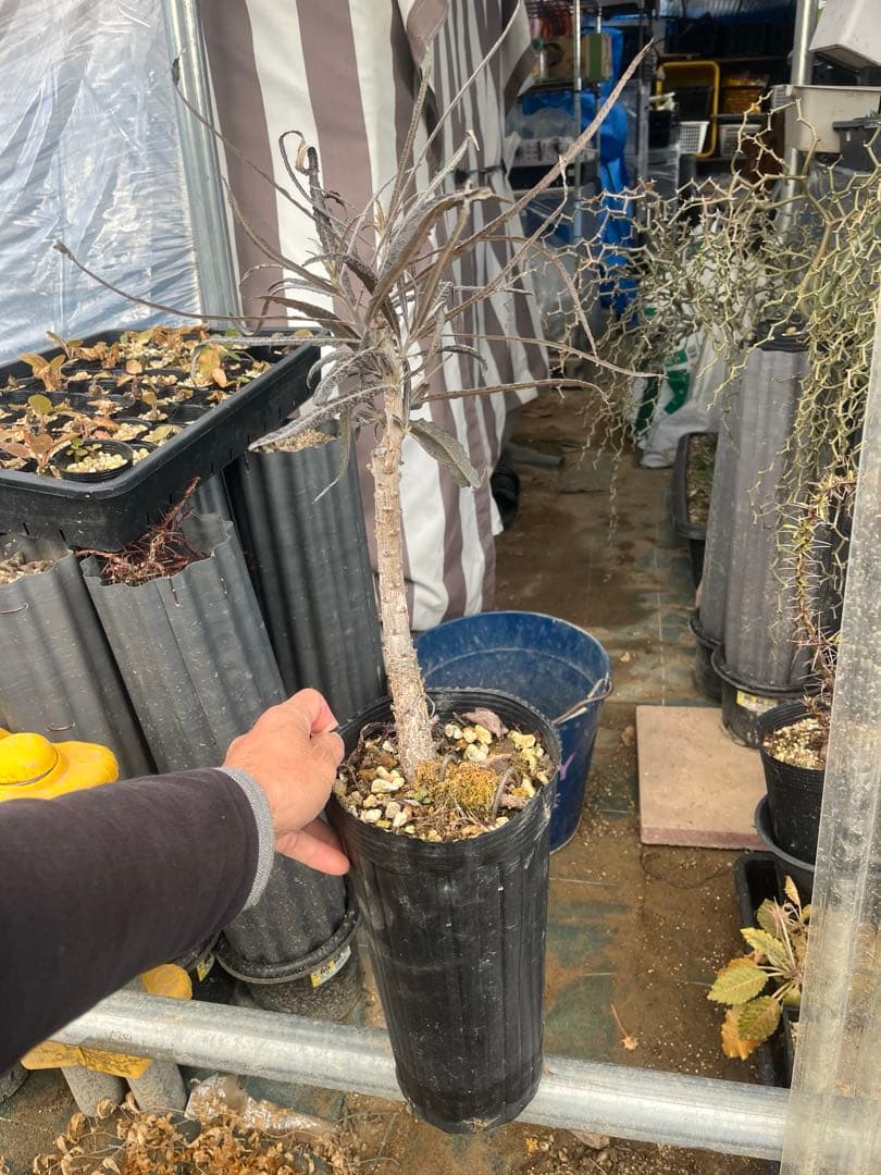 ボスウェリア　エロンガータ　大株　取木　送料着払い