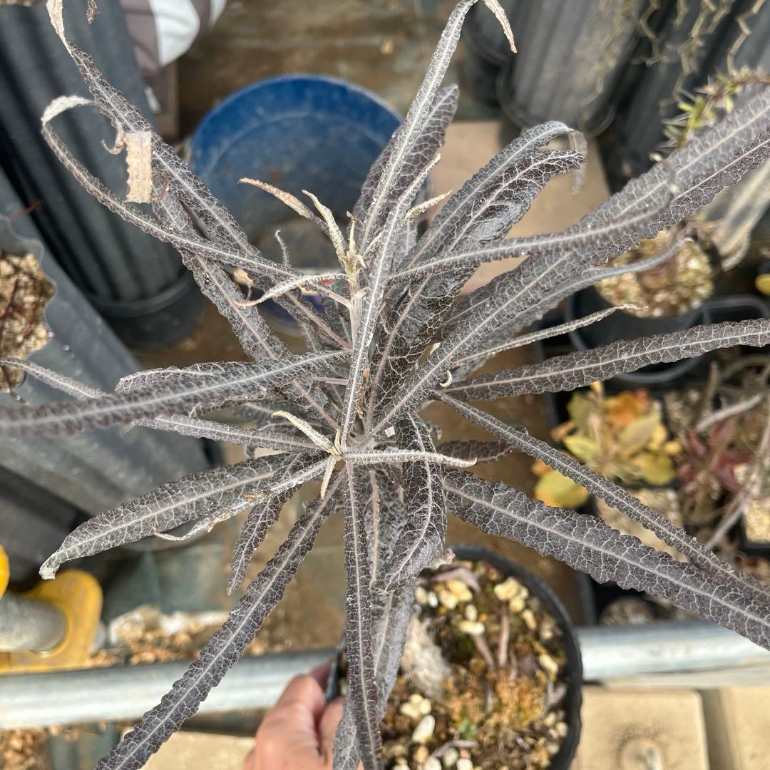 ボスウェリア　エロンガータ　大株　取木　送料着払い