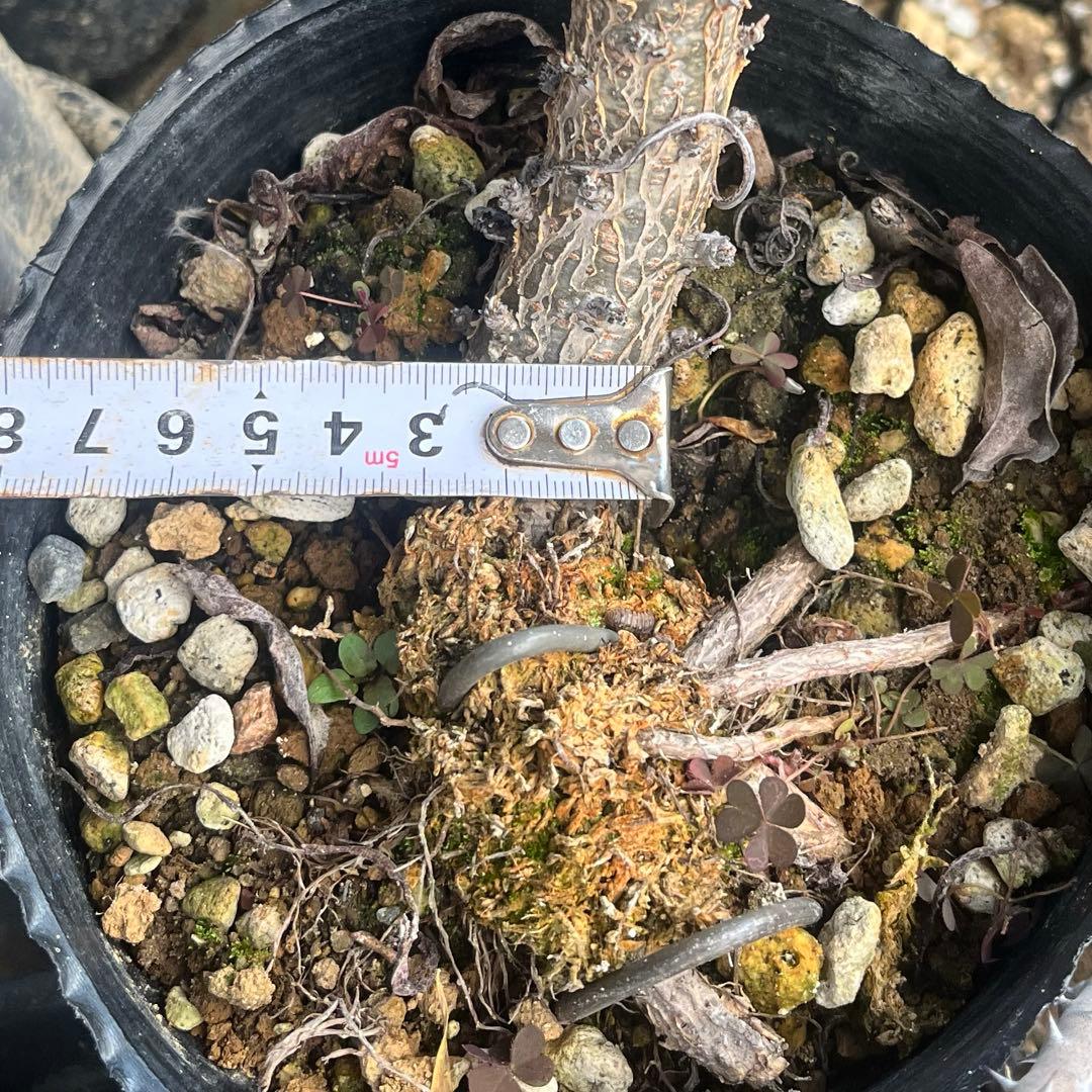 ボスウェリア　エロンガータ　大株　取木　送料着払い