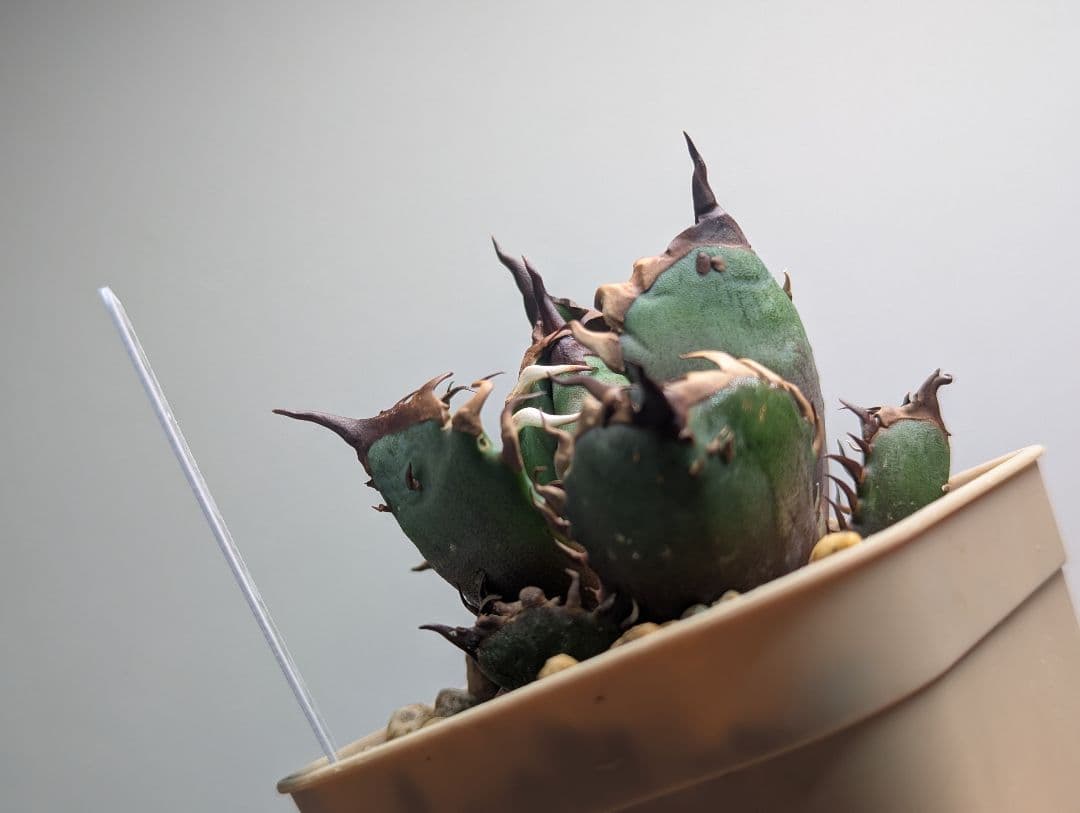 チタノタ「惡魔猫」超コンパクト 超裏棘 タグ・鉢ごと発送