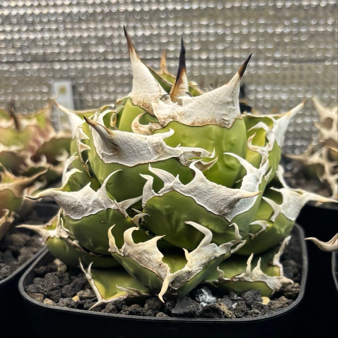 koji様専用 アガベ チタノタ SAD 南アフリカダイヤモンド - メルカリ