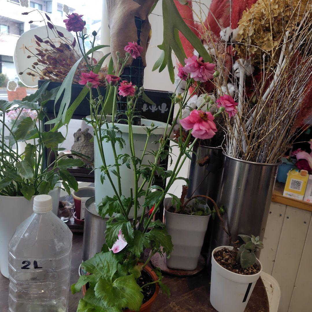 お買得！3鉢セット✺ミノアン＆ジュピター＆ヘラ ラナンキュラス