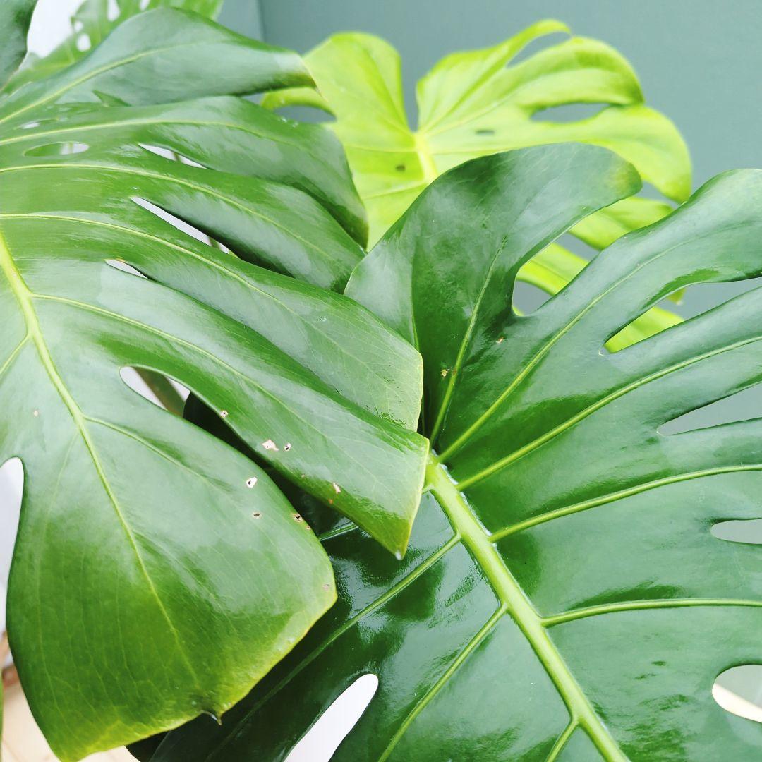 モンステラ デリシオーサ ７号 ロング 《現品》