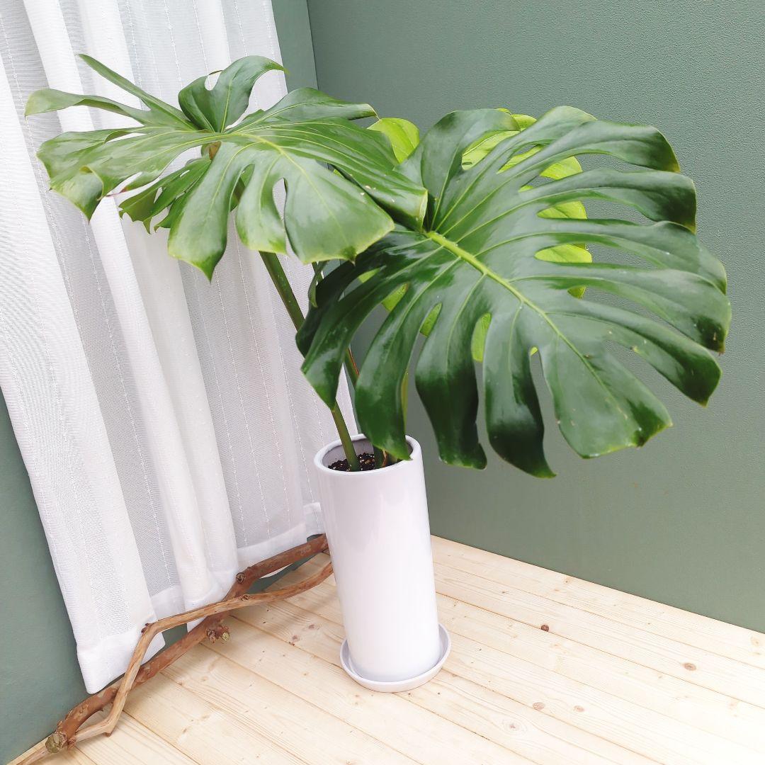 モンステラ デリシオーサ ７号 ロング 《現品》