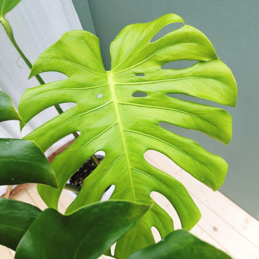 モンステラ デリシオーサ ７号 ロング 《現品》