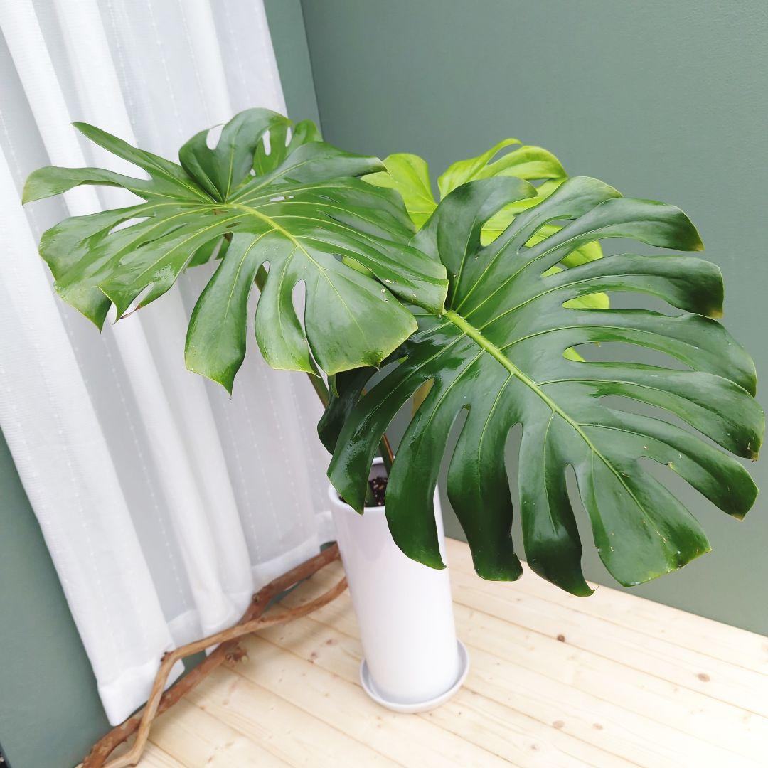 モンステラ デリシオーサ ７号 ロング 《現品》