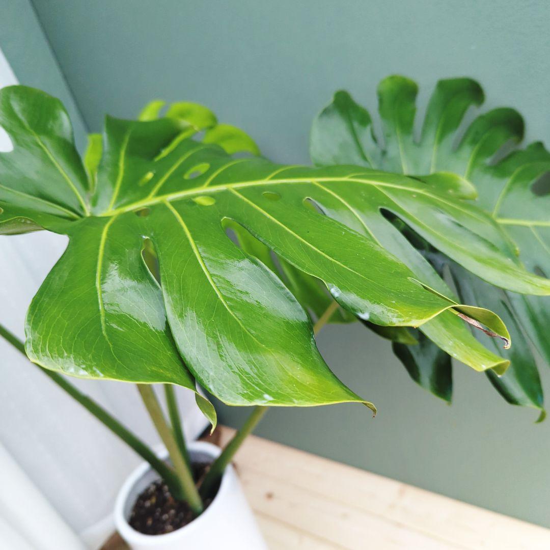 モンステラ デリシオーサ ７号 ロング 《現品》