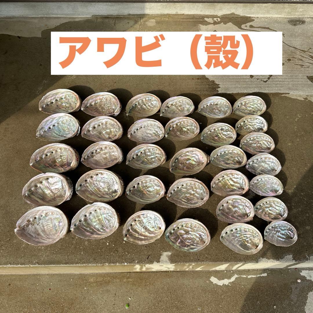 鮑（アワビ）33枚セット