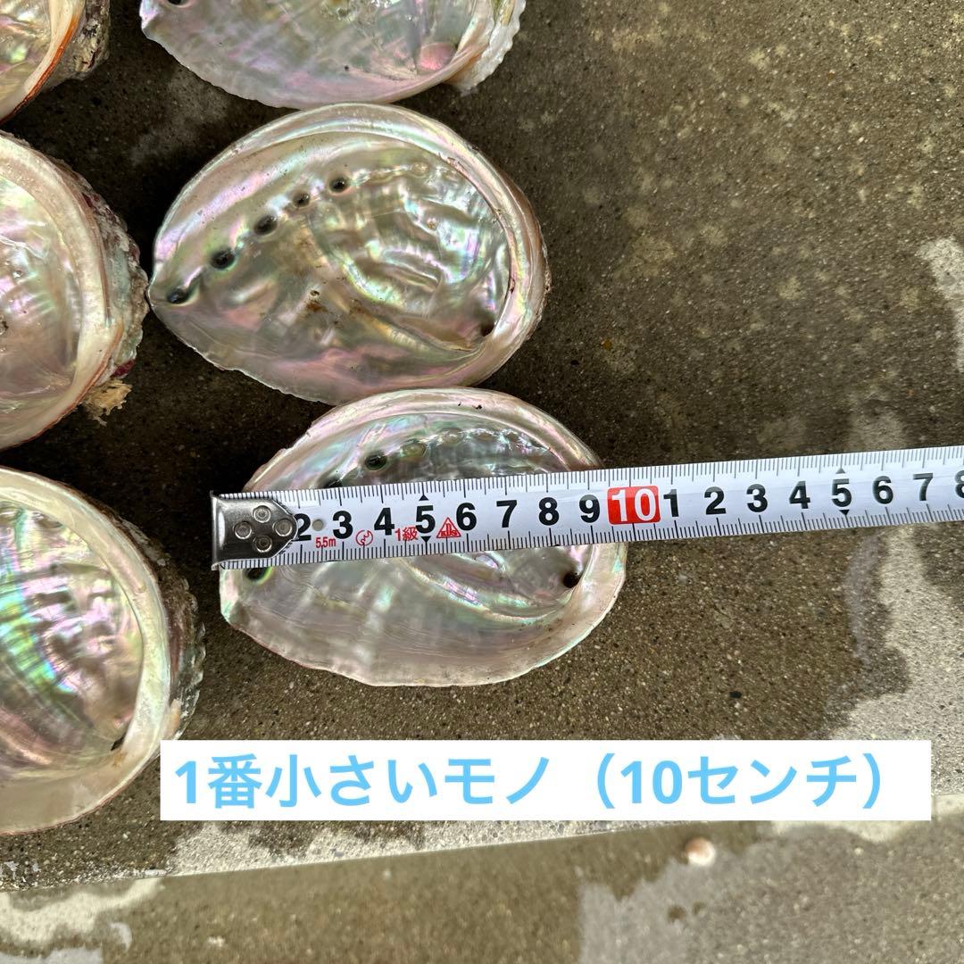 鮑（アワビ）33枚セット