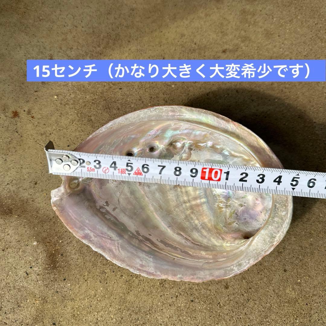 鮑（アワビ）33枚セット