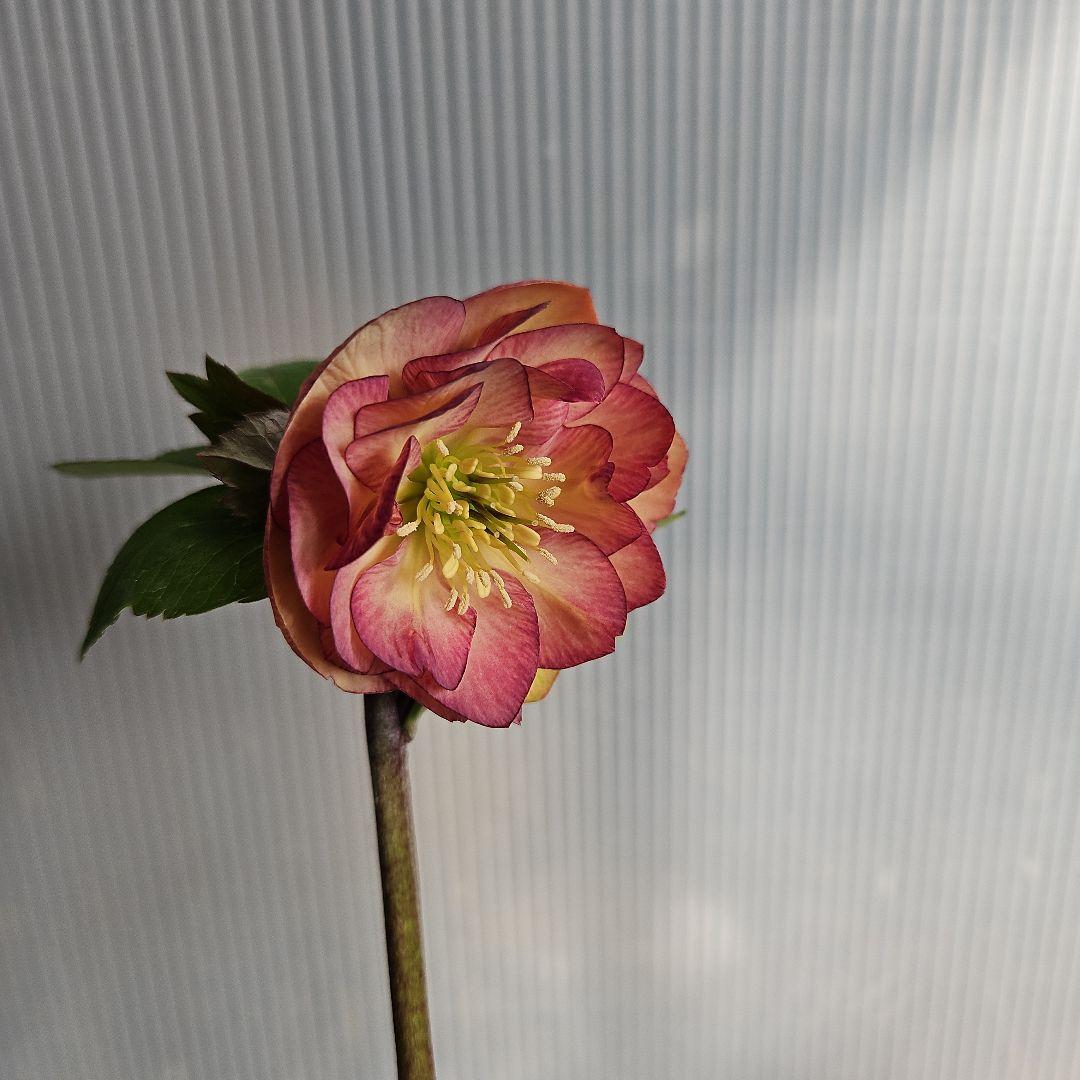 しろくま様ご購入苗㉖-110㉖-127クリスマスローズ