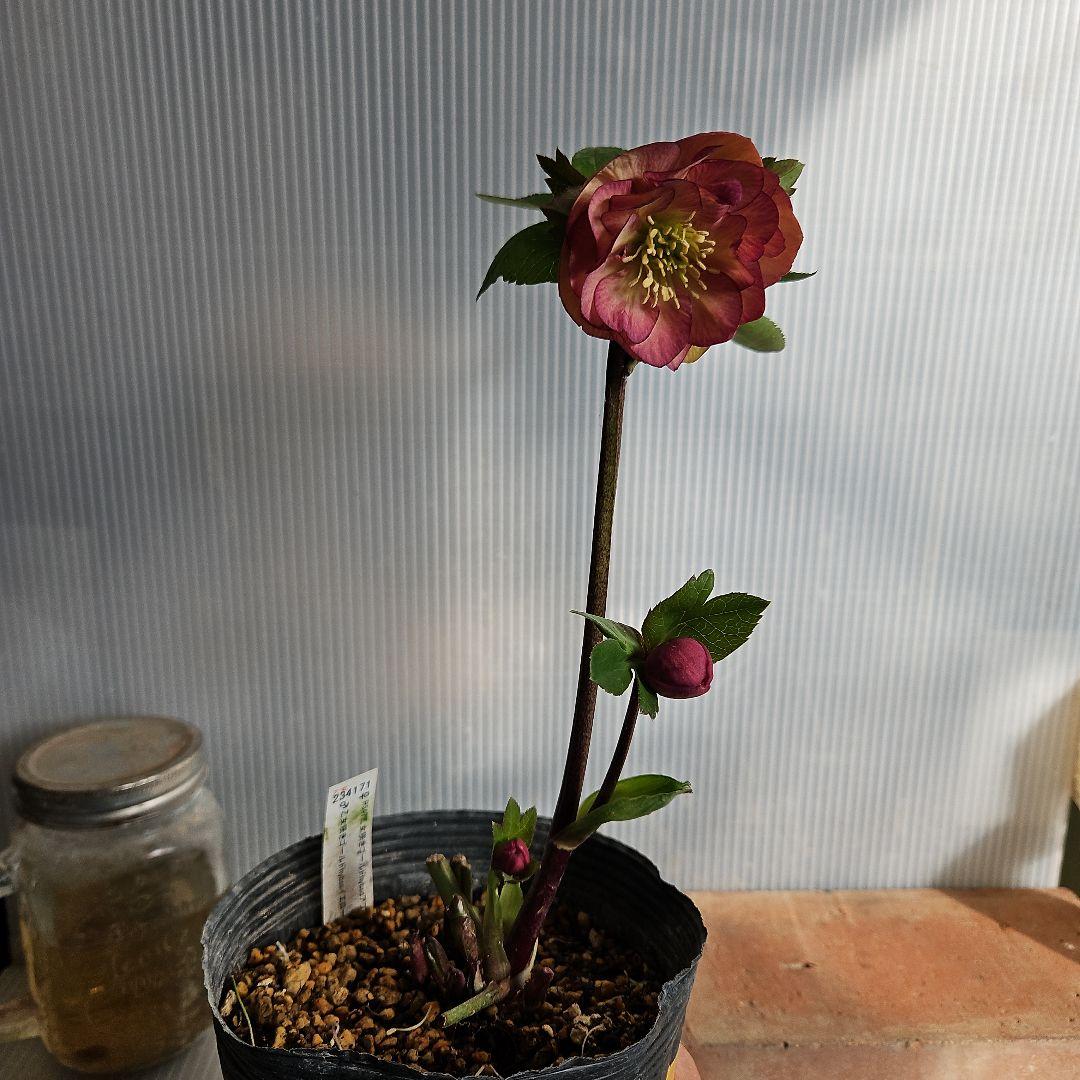 しろくま様ご購入苗㉖-110㉖-127クリスマスローズ