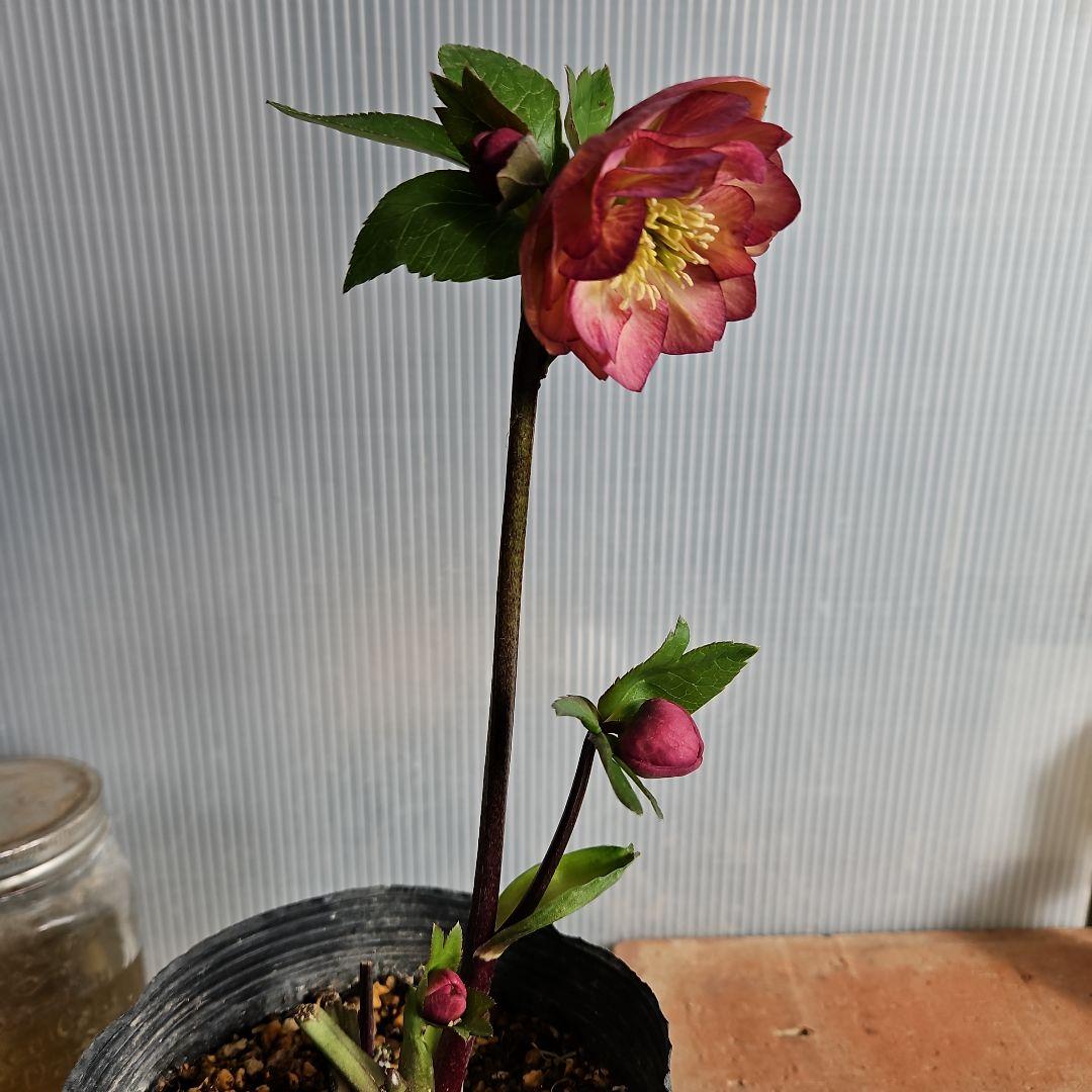 しろくま様ご購入苗㉖-110㉖-127クリスマスローズ