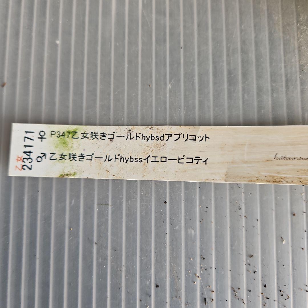 しろくま様ご購入苗㉖-110㉖-127クリスマスローズ
