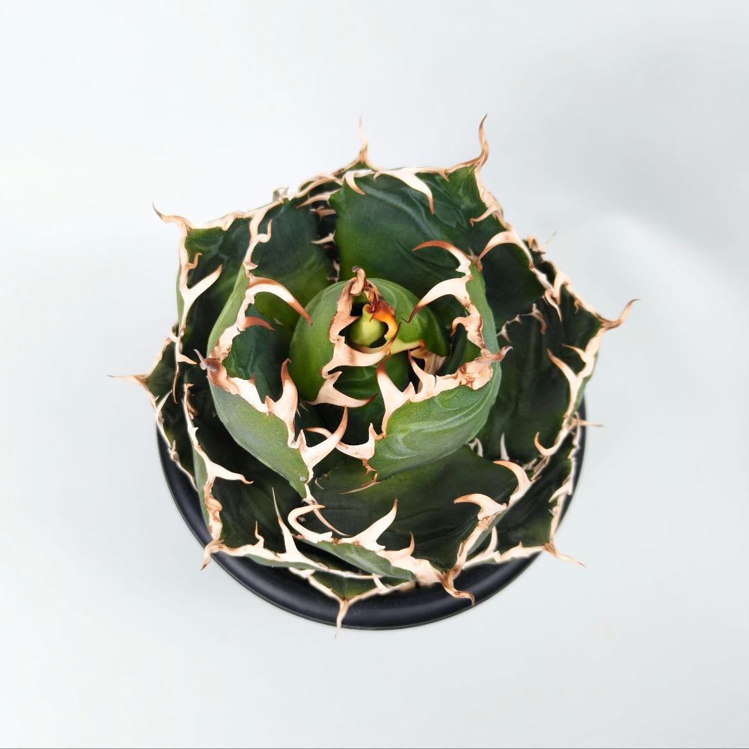 アガベ チタノタ ‘白鯨’ 大株 ボールタイプ 鉢ごと 5号鉢 美形個体