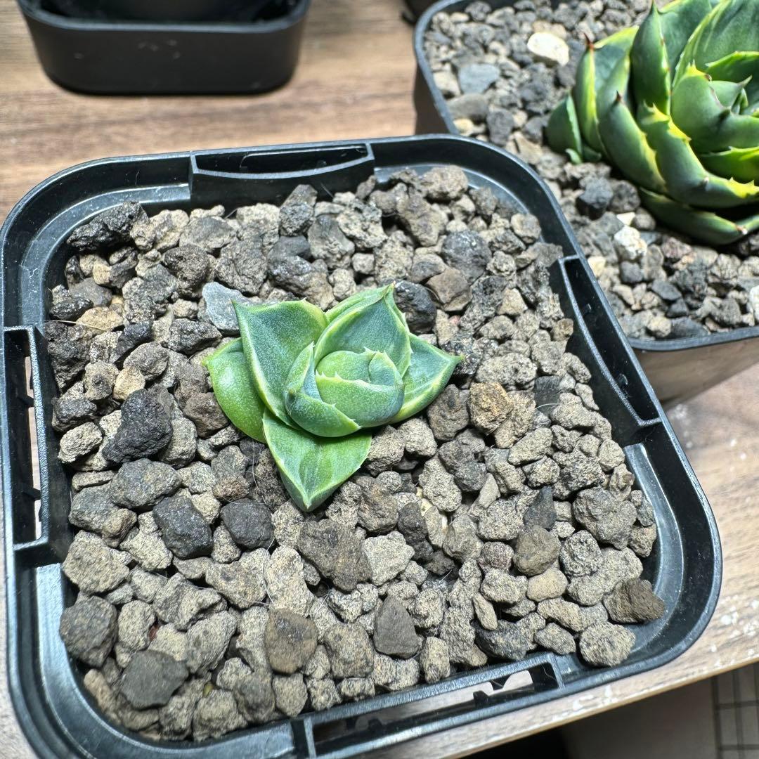 子株】ピクシー錦ティンカーベル/アガベ - メルカリ