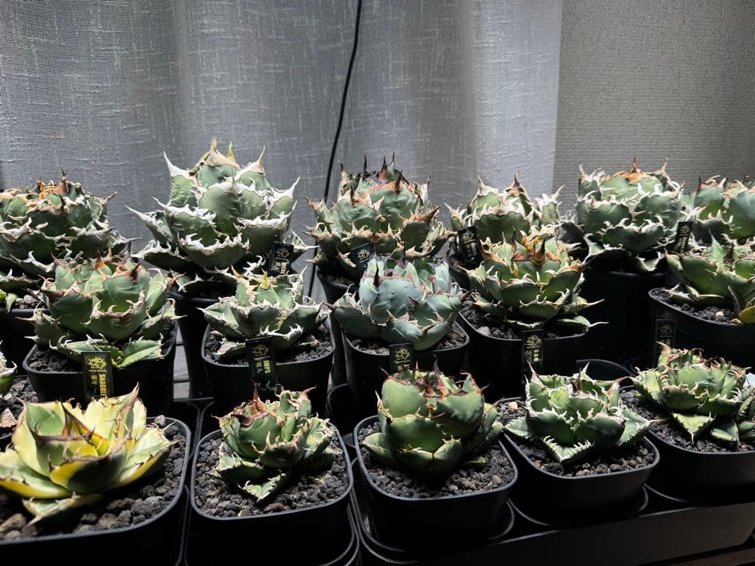 子株】ピクシー錦ティンカーベル/アガベ - メルカリ